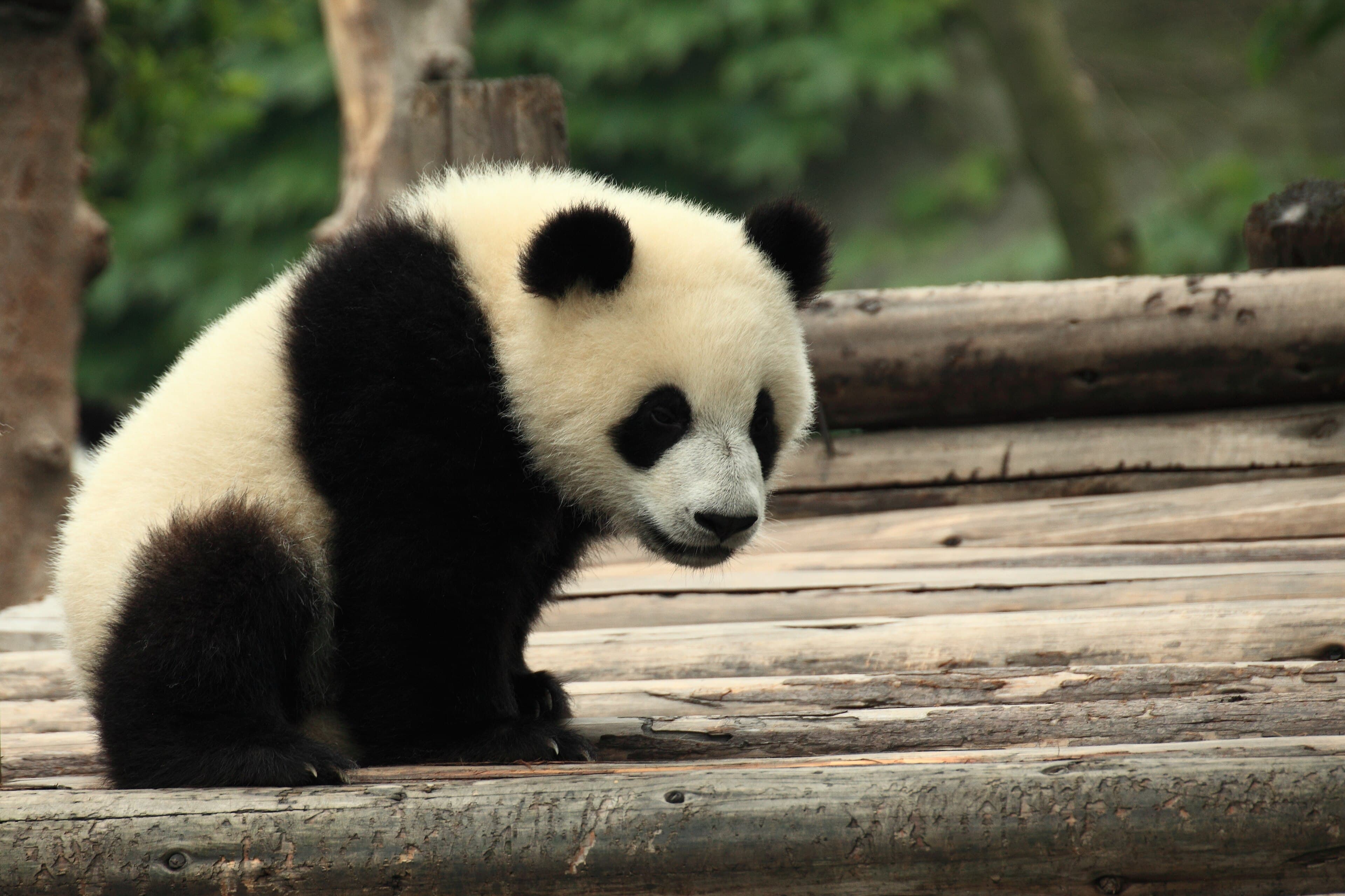 A giant panda at Chengdu Research Base