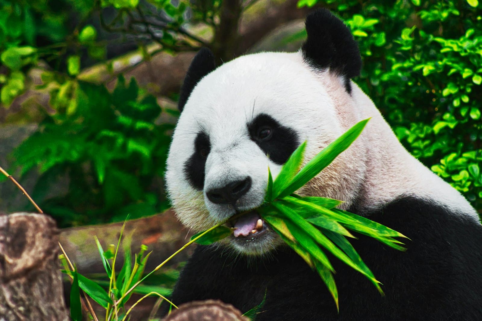 Panda raksasa di habitat alami