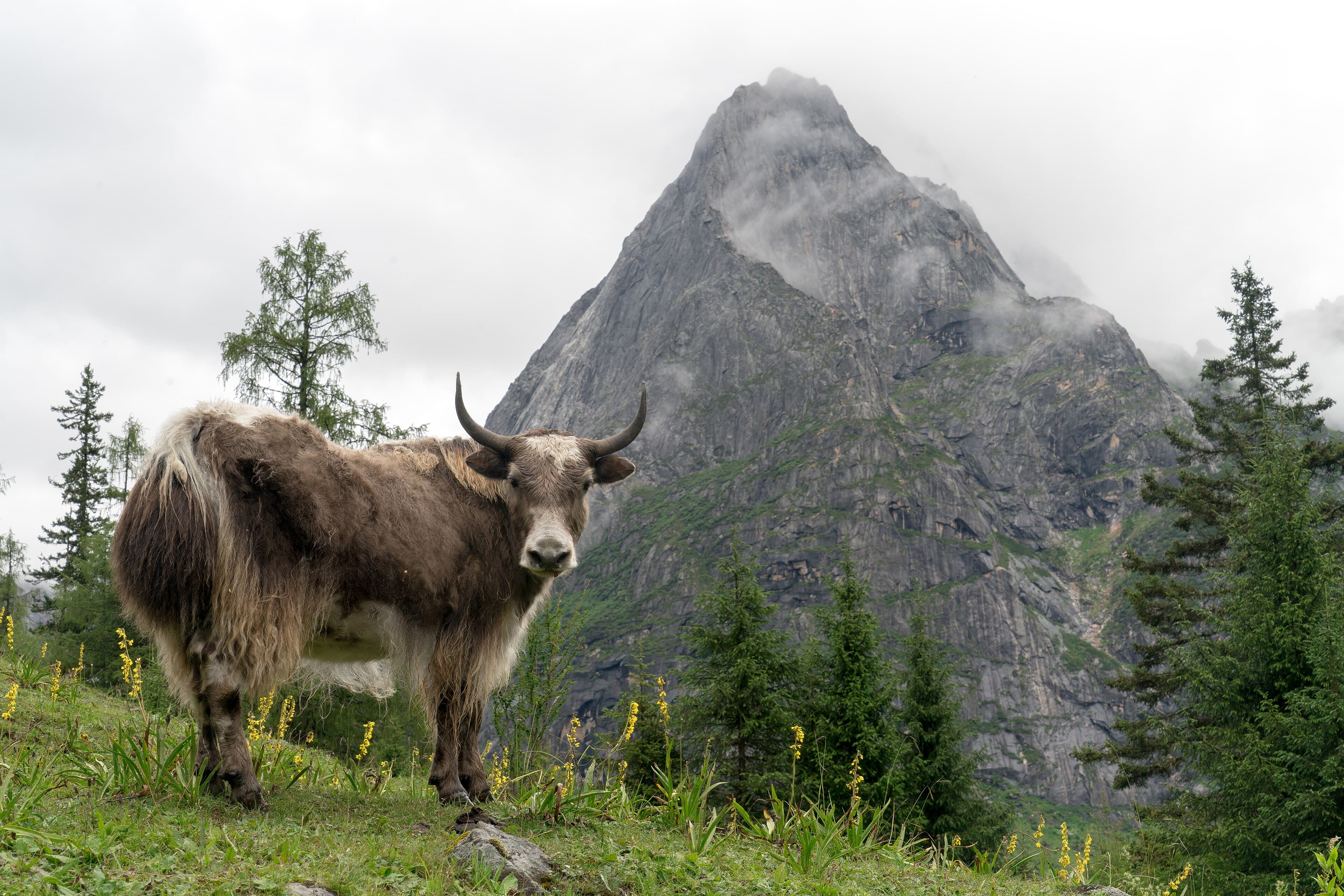 A yak and mountain landscape in the Mount Siguniang Scenic Area